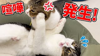 喧嘩発生！普段温厚なパパ猫がブチ切れました！！