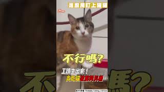 工讀生出來! 貪吃貓破解奴才飼料桶「易如喵掌」網:快成精了｜TVBS新聞@TVBSNEWS01