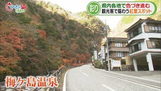 【紅葉情報①】紅葉と川のコントラスト…静岡市葵区の梅ヶ島温泉　紅葉と一緒に“映え写真”…伊豆市・天城山