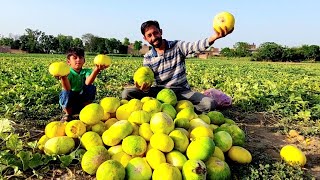 Gaon Main Kharbozay Ka Khait | Fresh Melons Farm in Village | Azmat