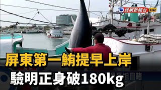 屏東第一鮪提早上岸 驗明正身破180kg－民視新聞