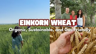 Einkorn vs. Modern Wheat Bread | What You Need to Know, PART 1