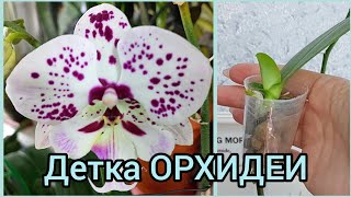 Как вы это делаете?🌿Формирую корни детки #ОРХИДЕИ 🌸 #цветы #растения #фаленопсис #размножение