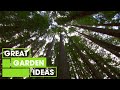 Redwood Forest | OUTDOORS | Great Home Ideas