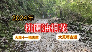 2024年桃園油桐花｜大溪十一指古道＆大艽芎古道