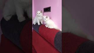 😱 ஆனா இரண்டு பேருமே 1st க்ளாஸ் 😱 #persiancat #cat #பூனை #tamil #vivek #comedy #ஷார்ட்ஸ் #shorts #yt