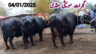 Gujarat Moweshi Mandi 04 jan 2025/funny video/janwarmandi pk/Shazar Riaz official