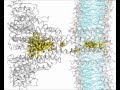 Hydrophobic Gating of Ion Permeation in Magnesium Channel CorA