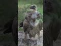 spectacular rare vultures viral video subscribe spectacular shorts vulture birds