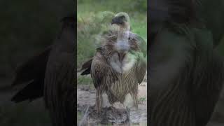 Spectacular Rare Vultures #viral #video #subscribe #spectacular #shorts #vulture #birds