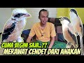 HANYA BEGINI SAJA ⁉️ CENDET LOLOHAN TROTOLAN TUMBUH GACOR BANYAK ISIAN || TIPS MERAWAT CENDET