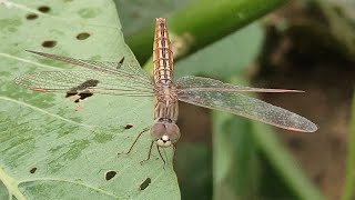 dragonfly | insect |scarlet skimmer | ফড়িং | #dragonfly #scarletskimmer #scarlet