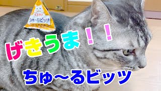 【猫】初おやつ『いなばちゅ～るビッツ』を猫にあげてみた。不定期開催おやつレパートリーを増やそう企画！！