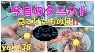 【多肉植物】【ベランダ多肉】今日のタニパトで見つけたものは⁉️ここにゃんたベランダチャンネルvol.138