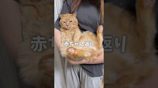 【赤ちゃん返りした花凛ちゃん🐾】#cat #猫 #shorts