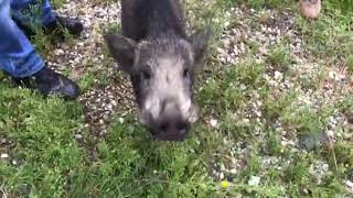 cinghiale a spasso per il centro