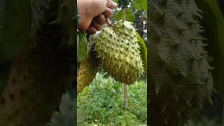 ഇവന് ഇത്ര മാത്രം ഗുണങ്ങൾ ഉണ്ടായിരുന്നോ |soursop