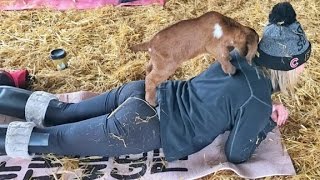 A new trend: Goat yoga