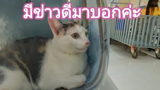 ข้าวสวยมีข่าวดีมาบอกค่ะ#ปังปอนลูกแม่เกียง #stray #cats #ข้าวสวย