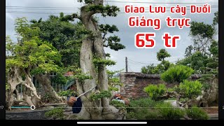 VD 540 Nhà vườn chương Thực giao Lưu cây Duối khủng giáng trực 65 tr và báo giá từng tác phẩm