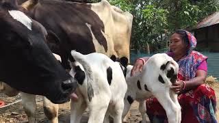 The Birth of Twin Baby Cow ( গাভীর যমজ বাচ্চা জন্ম )🐄🐄