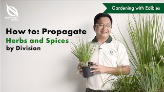 How To Propagate Herbs And Spices (By Division)