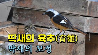 딱새의 육추