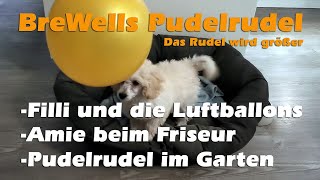 Zwergpudel - Filli und die Luftballons | Amie beim Friseur | Filli Welpe wird geduscht | Hundetoben