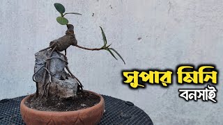 How to Create Super Mini Bonsai