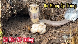 Rắn Hổ Mang Đang Ấp Trứng | Mười Thương SB