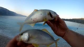 Baraküda, Balon \u0026 Kuzu Spin Avı / Barracuda, Puffer \u0026 Amberjack Hunt Ölüdeniz, Fethiye, MUĞLA