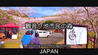 Walking with you, Kannongaike Citizen's Forest　桜の名所　いちき串木野市　観音ケ池市民の森　ジャパン鹿児島桜