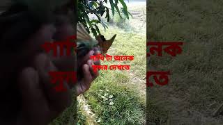 গ্রামে কিছু পাখি আছে যা দেখতে অনেক সুন্দর একেবারে দর্শক এর মন কেরে নেওয়ার জন্য উপযোগী