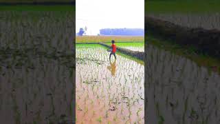 pesticides spraying in paddy field |వరి పొలంలో ఎరువు మందు చల్లడం| #shorts