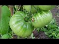 Pruning Tomatoes Plants