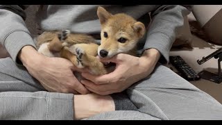 帰りが遅くなった日は甘えモードが５割増しになる子犬がこちらです！