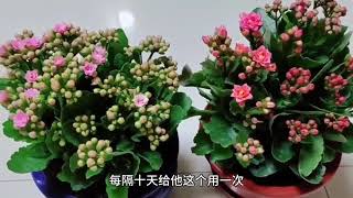 长寿花只长叶子不开花掌握好这‘3点’，扦插的小苗也能开花