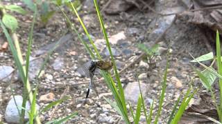 Common Skimmer Devouring a Moth シオカラトンボ♂が蛾を捕食