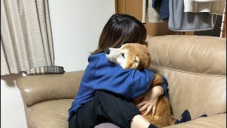 柴犬福 姉に絡まれてる時の柴犬-総集編🤣Sister and Dog👩🐕🤣