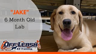 Jake | 6 Month Old Labrador Retriever | Obedience Trainer Atlanta |. Atlanta Obedience Boot Camp