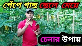 ছেলে গাছ এবং মেয়ে গাছ কীভাবে চিনবেন।