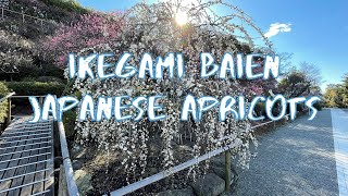 [Vlog] Ikegami Baien with Japanese Apricots | Tokyo Sightseeing, Japan