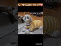 無駄な労力は使いません！賢すぎ？しーちゃんのおやつ前の行動に飼い主w w w shorts シーズー ハイタッチ 可愛い犬 愛犬 多頭飼い おやつ