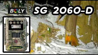 BOLYGUARD SG2060-D Color Video at Night on Trail cam!