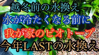 【メダカ】越冬前の水換え‼️水が冷たくなる前に水換えしよう‼️