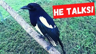 Talking Magpie And Friends