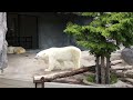 2012 06 19 旭山動物園 シロクマ