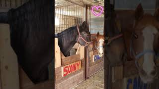 This made me tear up😢 audio @Thea_Equestrian  #horse #equestrian #horsegirl #horsegirls #myhorse