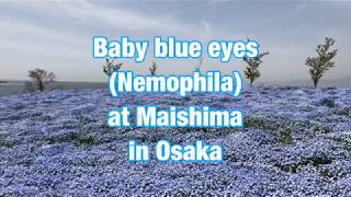 Baby Blue Eyes (Nemophila) at Maishima in Osaka.