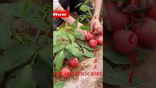 Farm Fresh Ninja Fruit  Tik Tok China # 122